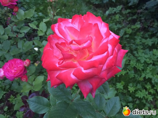 23 фото: То, что я люблю