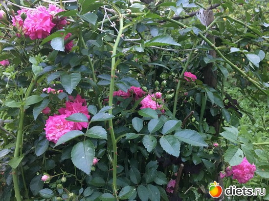 26 фото: То, что я люблю