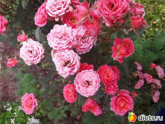 19 фото: То, что я люблю