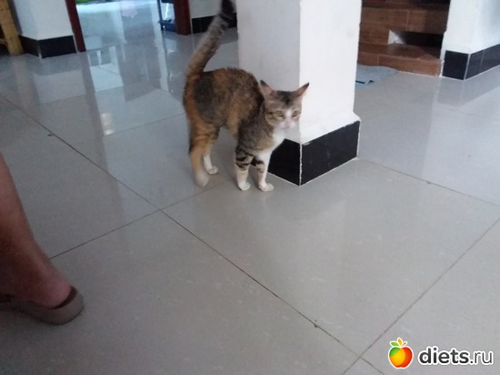 ����� 5.06.2017, ������: ��� ��������