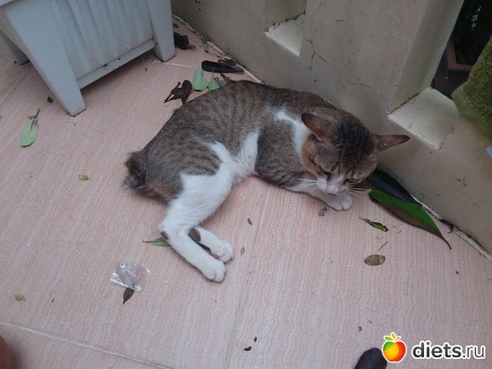 ��������� ��� � ��� �� �������, ������: ��� ��������