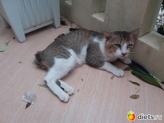 33 ����: ��� ��������