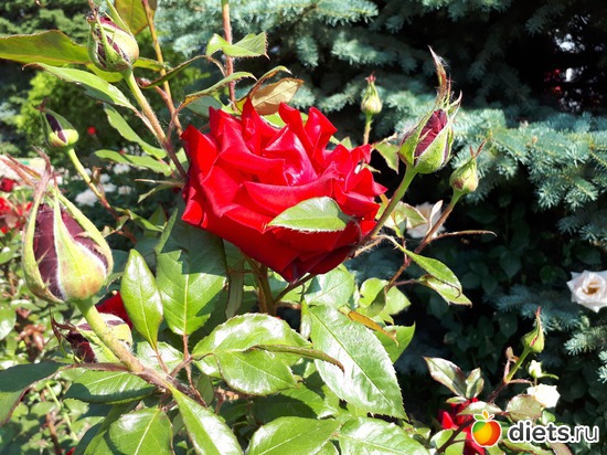 8 июня 2017, альбом: Цветы