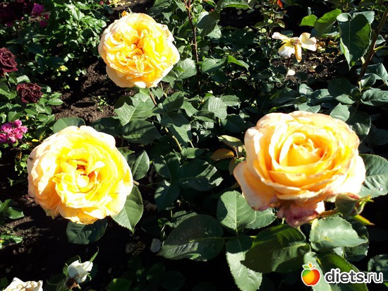 2 фото: Цветы Батайска