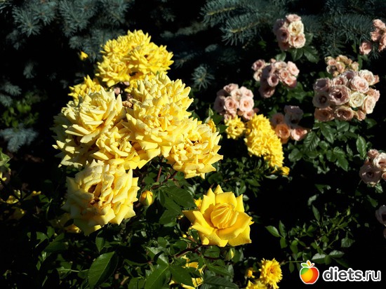 3 фото: Цветы Батайска