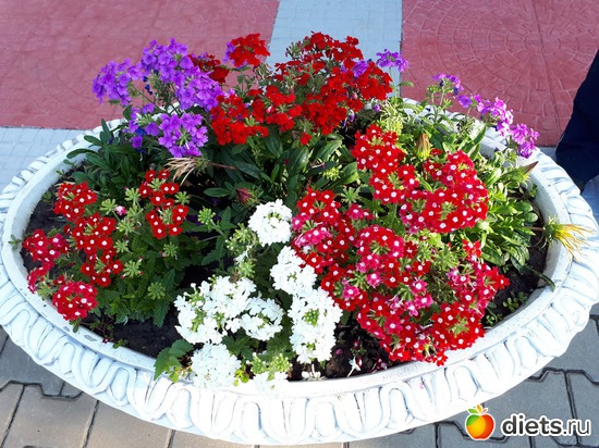 4 фото: Цветы Батайска