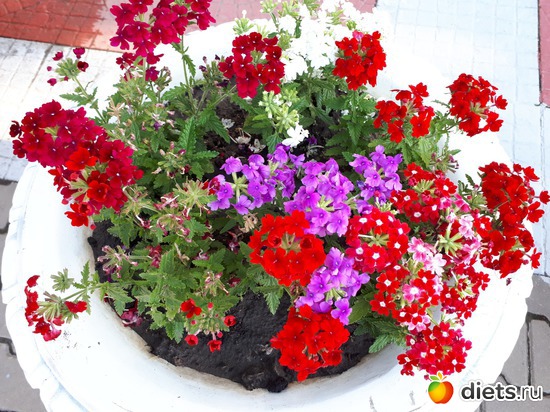 5 фото: Цветы Батайска