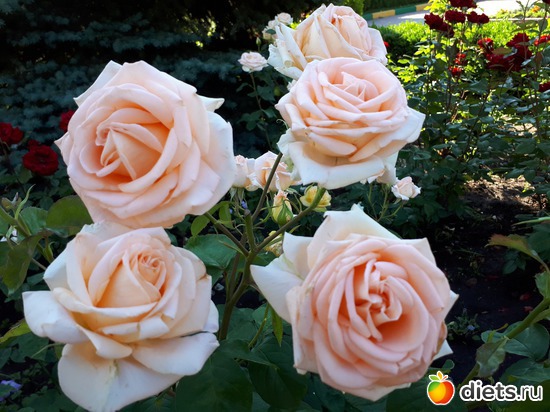 6 фото: Цветы Батайска