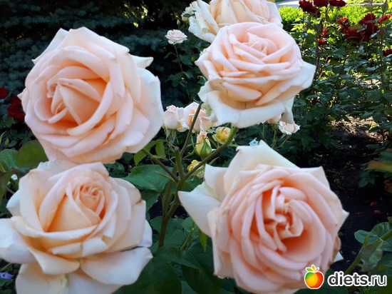 7 фото: Цветы Батайска