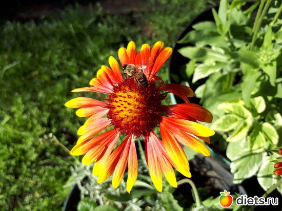 8 фото: Цветы Батайска