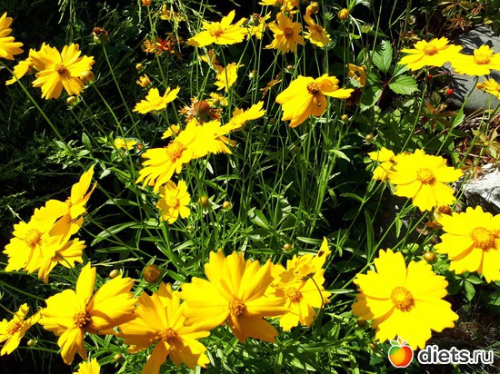 9 фото: Цветы Батайска