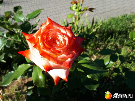 10 фото: Цветы Батайска