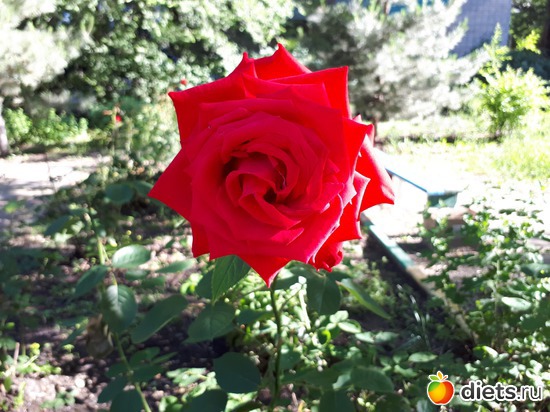 12 фото: Цветы Батайска