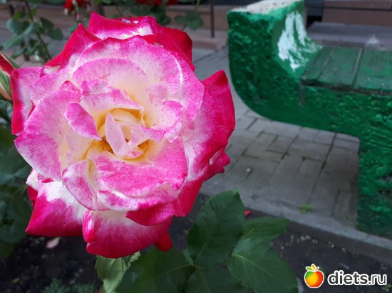 13 фото: Цветы Батайска