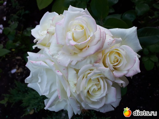 14 фото: Цветы Батайска