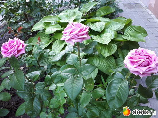 15 фото: Цветы Батайска