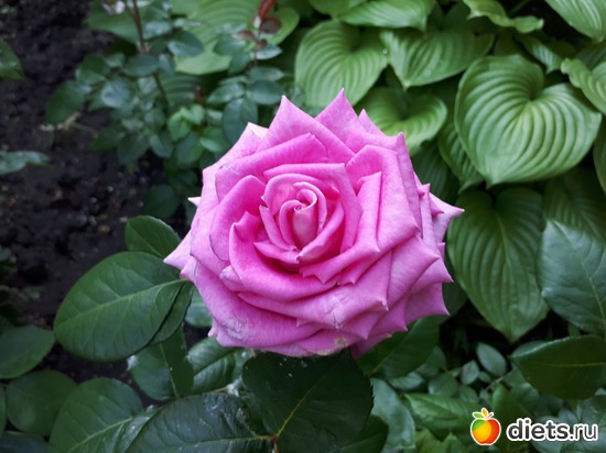 16 фото: Цветы Батайска