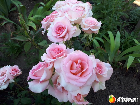 17 фото: Цветы Батайска