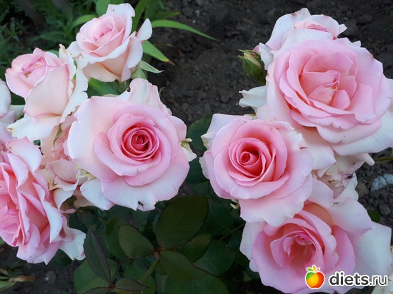 18 фото: Цветы Батайска