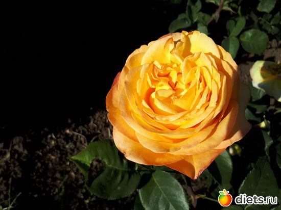 19 фото: Цветы Батайска