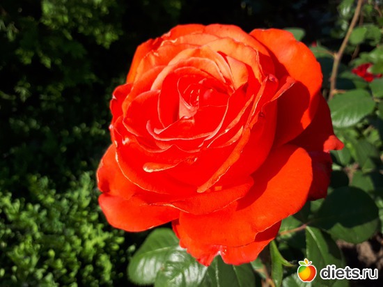 20 фото: Цветы Батайска