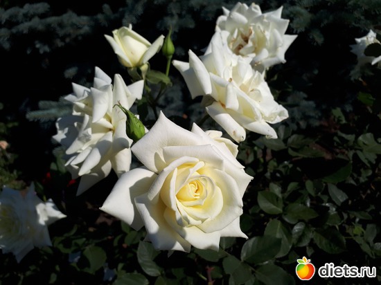 21 фото: Цветы Батайска