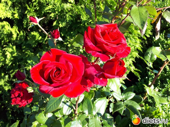 22 фото: Цветы Батайска