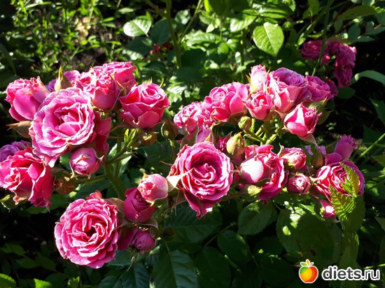 23 фото: Цветы Батайска