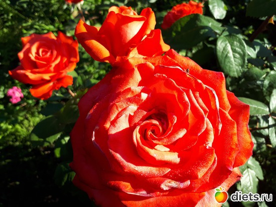 24 фото: Цветы Батайска