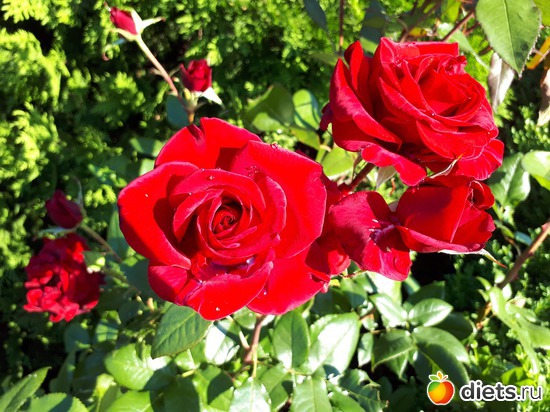 25 фото: Цветы Батайска