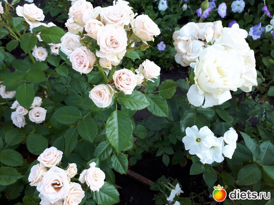 26 фото: Цветы Батайска