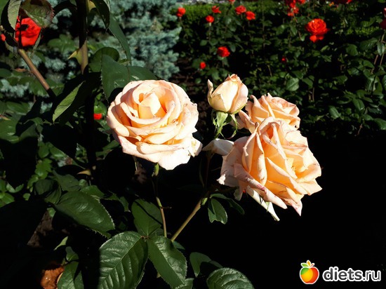 27 фото: Цветы Батайска