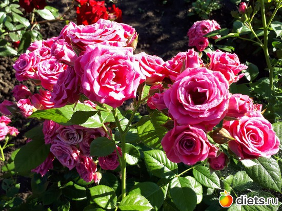 28 фото: Цветы Батайска