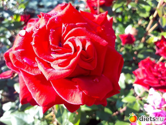 29 фото: Цветы Батайска