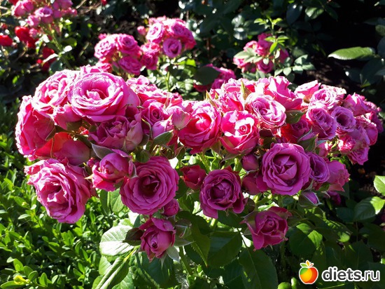 30 фото: Цветы Батайска