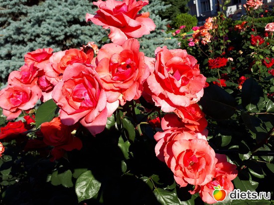 31 фото: Цветы Батайска