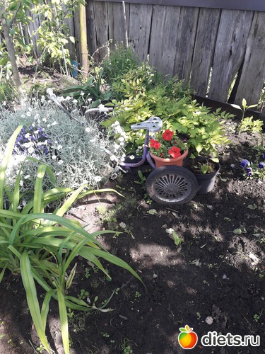 19 фото: цветы