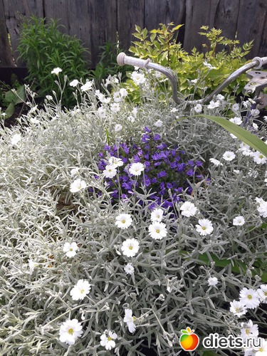 21 фото: цветы