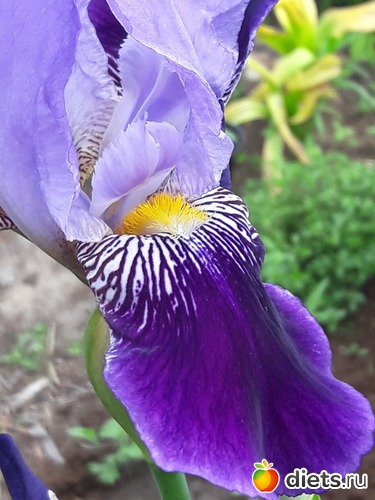 22 фото: цветы