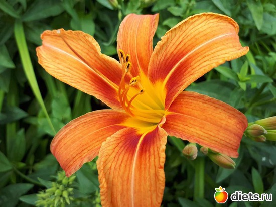 лилия, альбом: Цветы