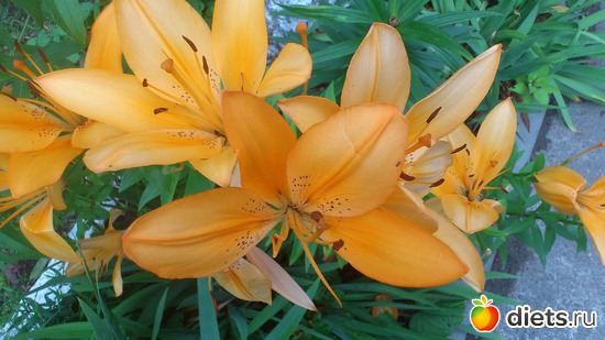 Лилии чайные, альбом: Цветы Батайска