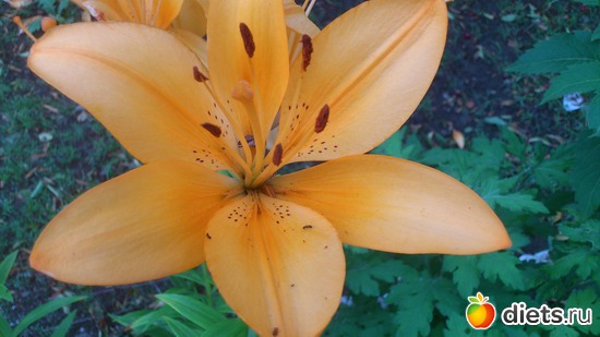 Лилии чайные, альбом: Цветы Батайска