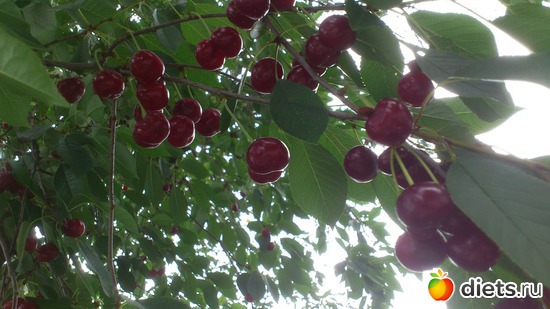 вишня, альбом: Цветы Батайска