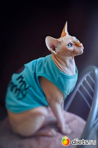 Стеша, альбом: Инопланетянка