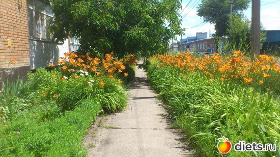 лилии 26.06, альбом: Цветы Батайска