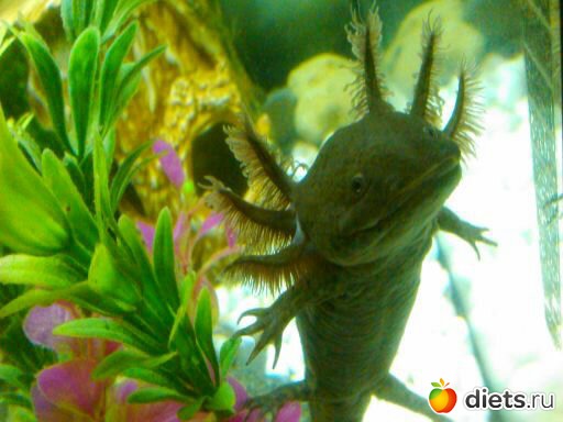 ��� ����� ������� - ������ � �����