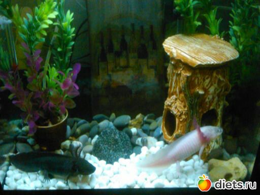 ��� ����� ������� - ������ � �����