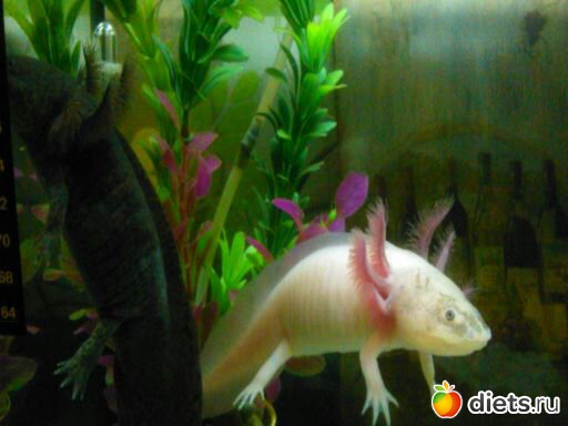 ��� ����� ������� - ������ � �����