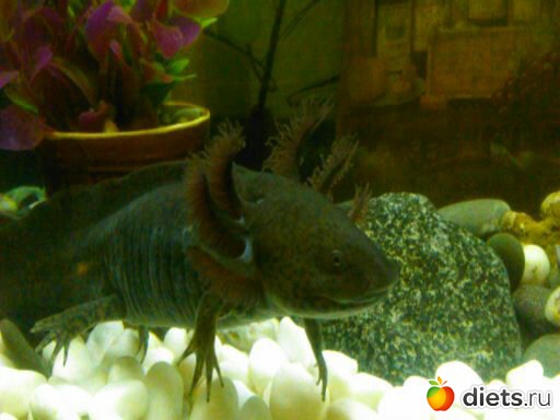 ��� ����� ������� - ������ � �����