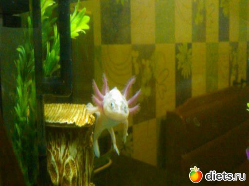 ��� ����� ������� - ������ � �����